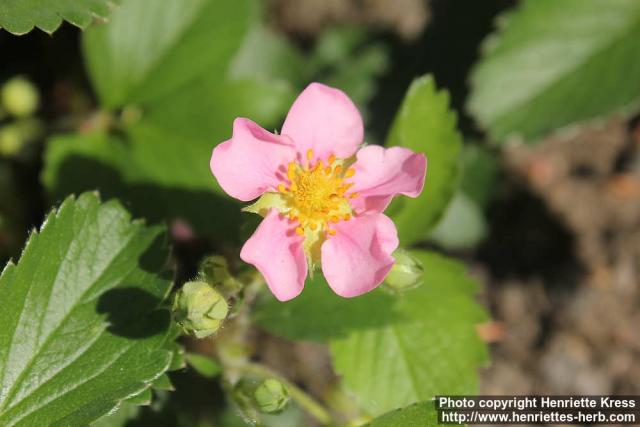 Photo: Fragaria x rosea 2.