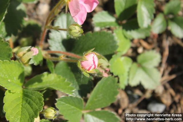 Photo: Fragaria x rosea 5.