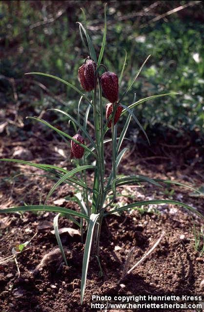 Photo: Fritillaria meleagris.