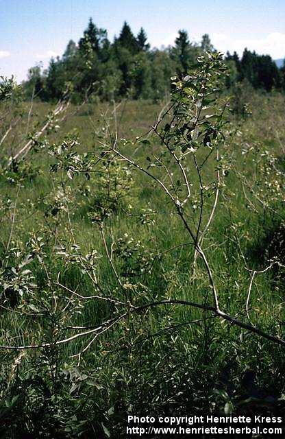 Photo: Frangula alnus 2.