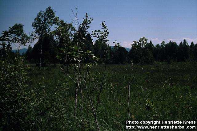 Photo: Frangula alnus 3.