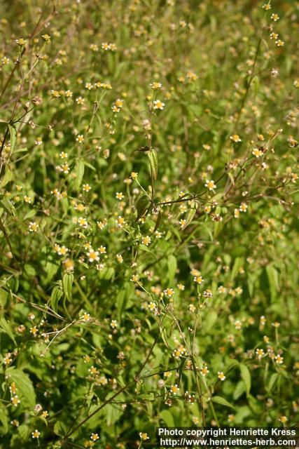 Photo: Galinsoga parviflora.