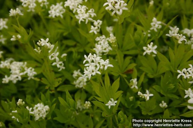 Photo: Galium odoratum 7.