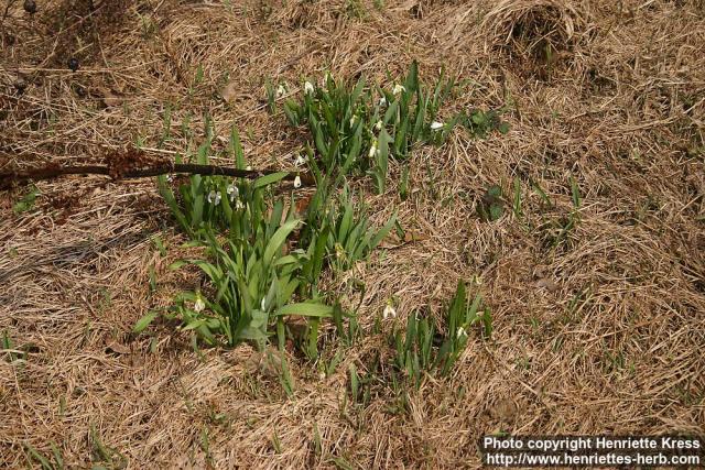 Photo: Galanthus elwesii 2.