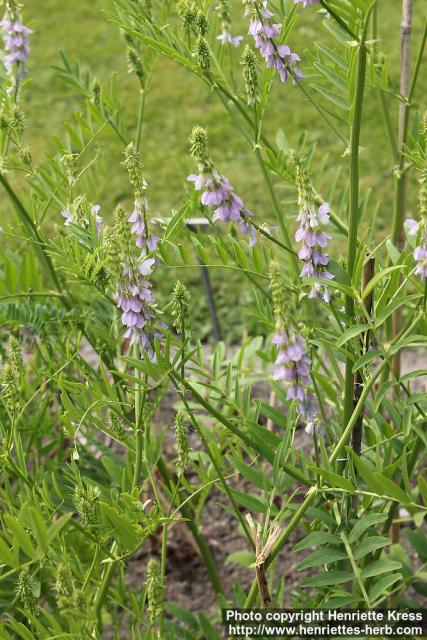 Photo: Galega officinalis 5.