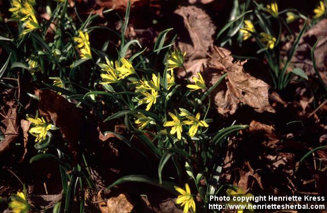 Photo: Gagea lutea 1.