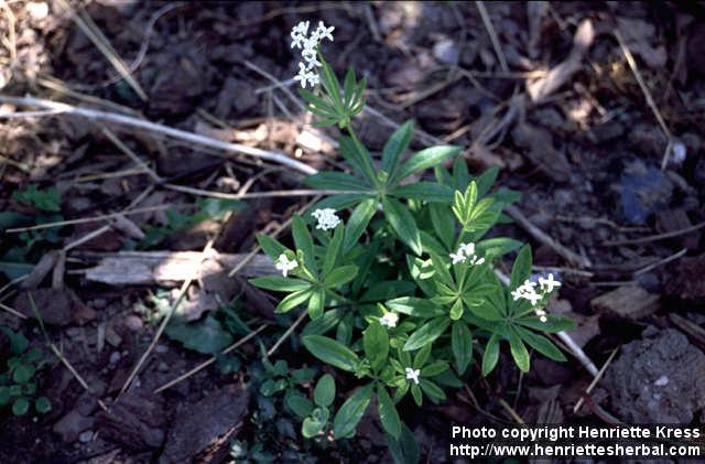 Photo: Galium odoratum 2.