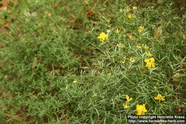 Photo: Genista radiata 3.