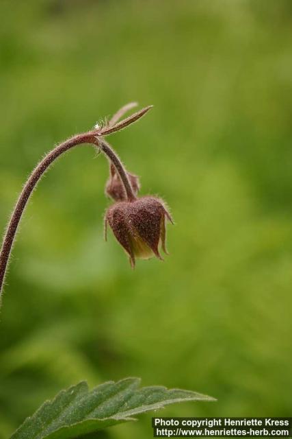 Photo: Geum rivale 5.