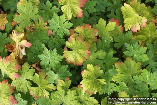 Photo: Geranium macrorrhizum 0.