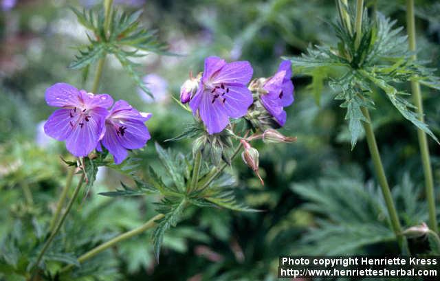 Photo: Geranium pratense 3.