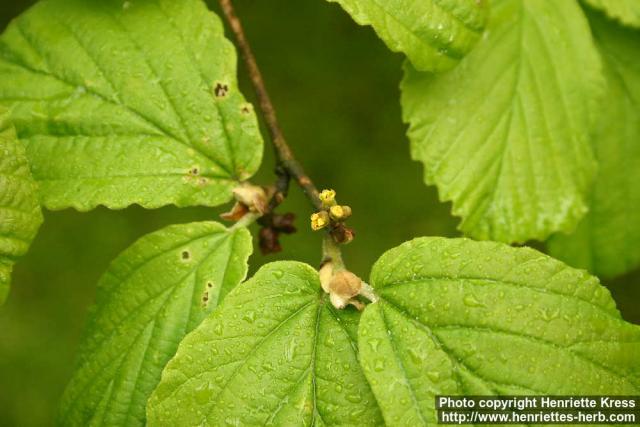 Photo: Hamamelis x intermedia.