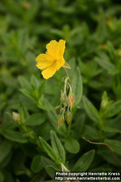 Photo: Helianthemum nummularium 2.