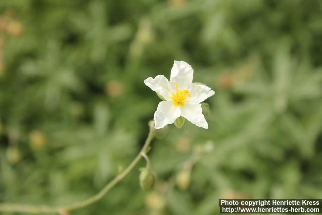 Photo: Helianthemum oelandicum 1.