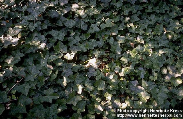 Photo: Hedera helix 1.