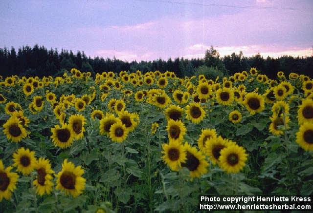 Photo: Helianthus annuus 7.