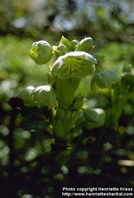 Photo: Helleborus lividus 1.