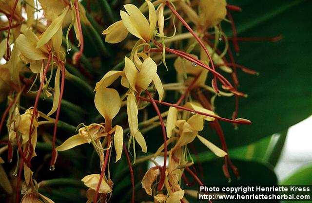 Photo: Hedychium gardnerianum.