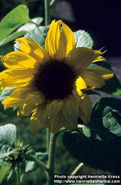 Photo: Helianthus annuus 1.