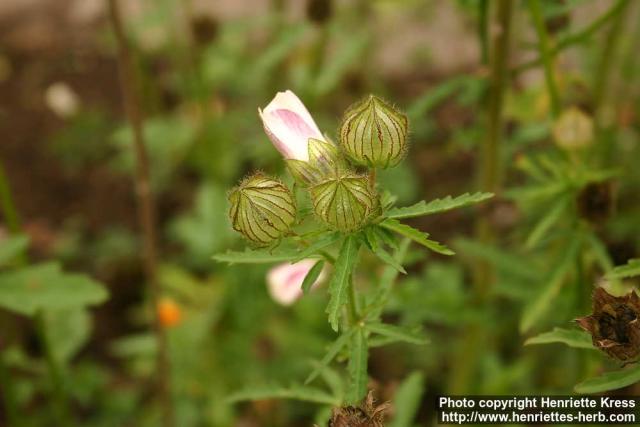 Photo: Hibiscus cannabinus 2.