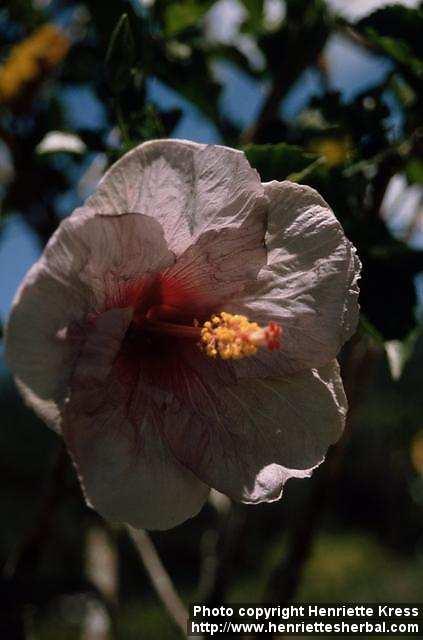 Photo: Hibiscus 4.