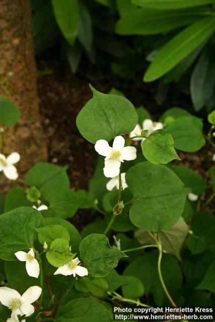 Photo: Houttuynia cordata 5.