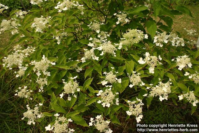 Photo: Hydrangea paniculata 5.