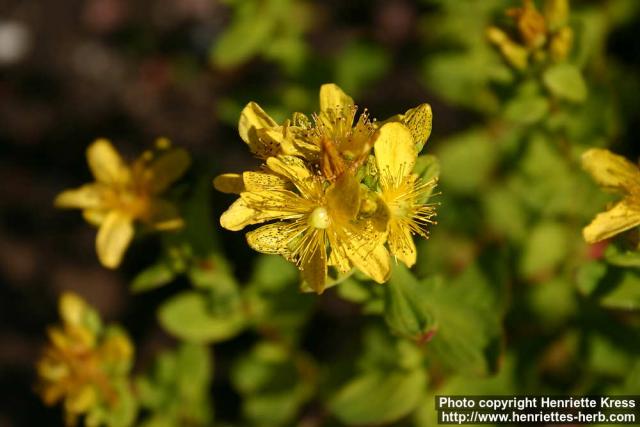 Photo: Hypericum maculatum 3.