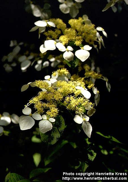 Photo: Hydrangea scandens 1.