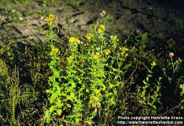 Photo: Hypericum maculatum.