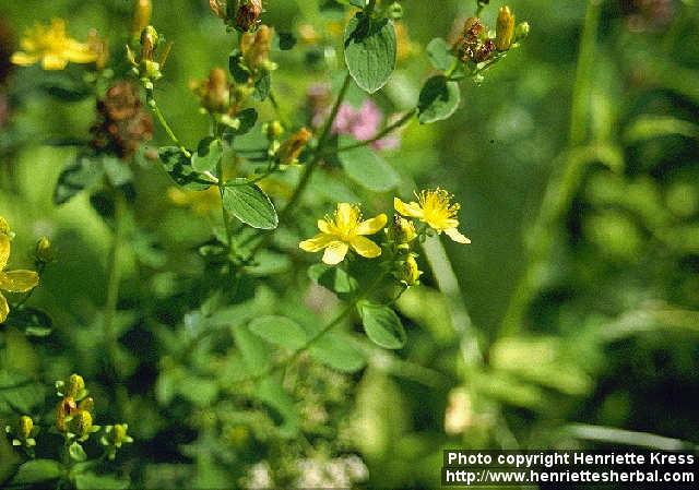 Photo: Hypericum perforatum 4.