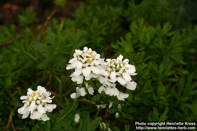 Photo: Iberis sempervirens 3.