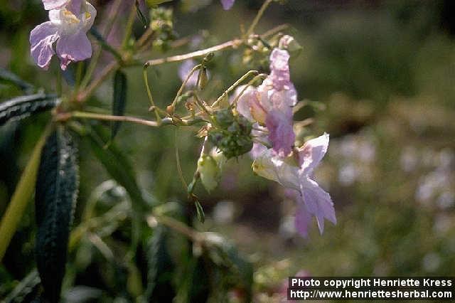 Photo: Impatiens glandulifera.