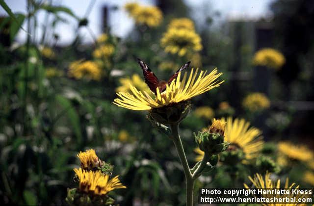 Photo: Inula helenium 5.