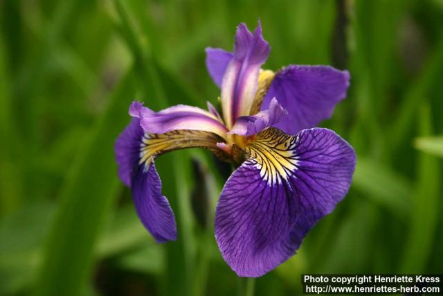 Photo: Iris setosa 1.