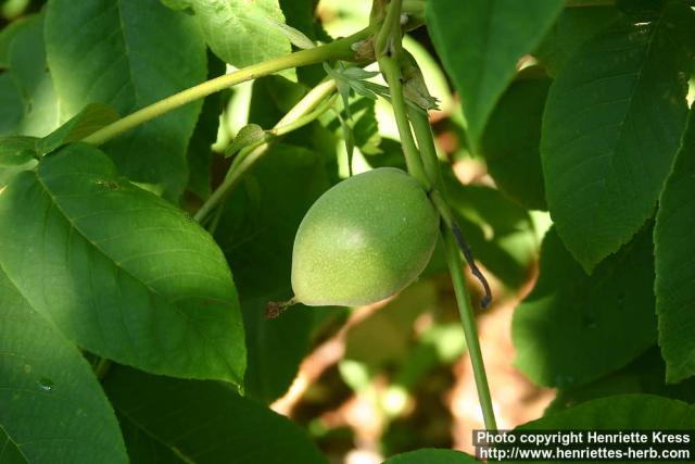 Photo: Juglans mandshurica.