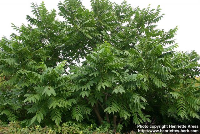 Photo: Juglans ailanthifolia 6.