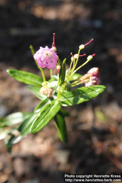 Photo: Kalmia polifolia 0.