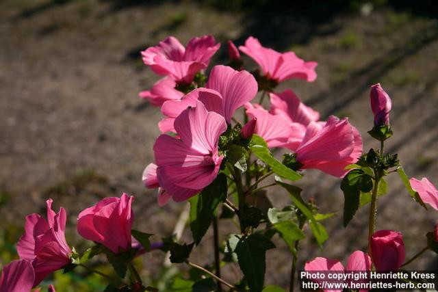 Photo: Lavatera trimestris 11.