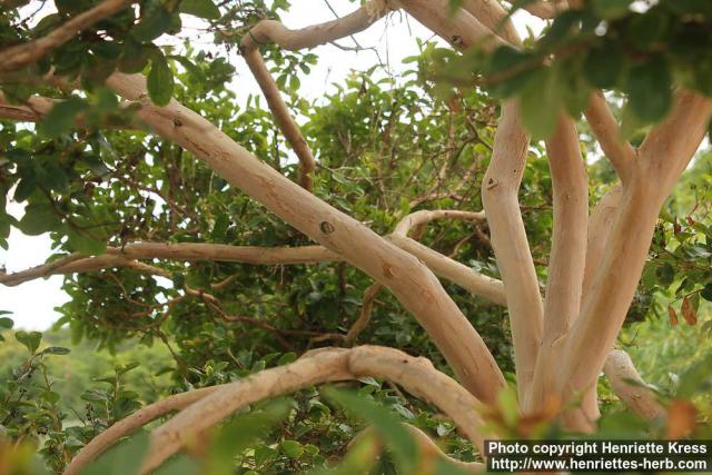 Photo: Lagerstroemia indica 1.