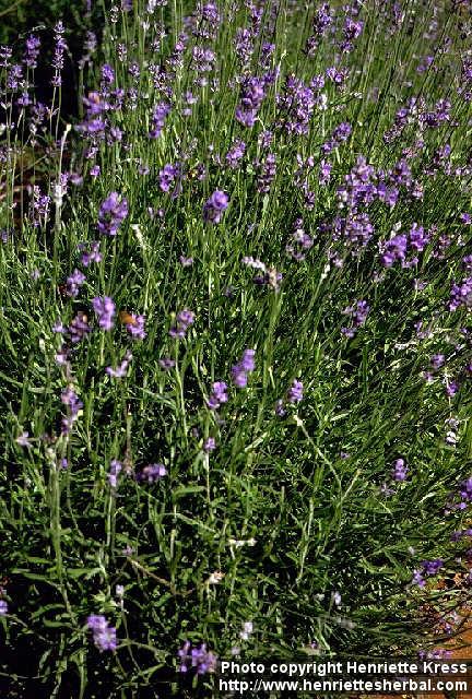 Photo: Lavandula angustifolia 3.