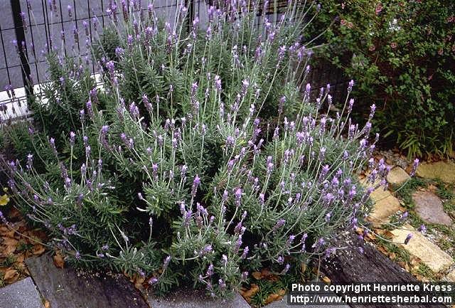 Photo: Lavandula dentata 1.