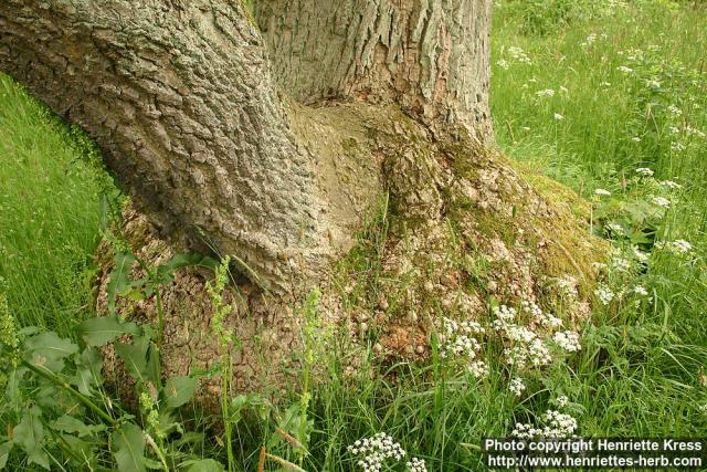 Photo: Liriodendron tulipifera 5.