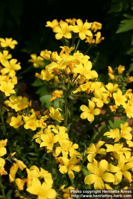 Photo: Linum capitatum.