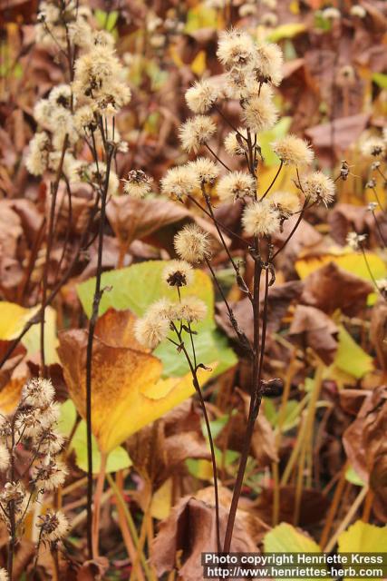 Photo: Ligularia hodgsonii 1.