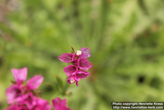 Photo: Limonium sinuatum 8.