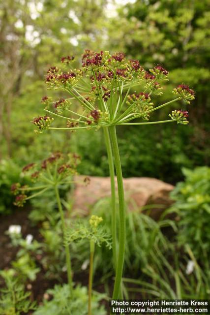 Photo: Lomatium dissectum 1.