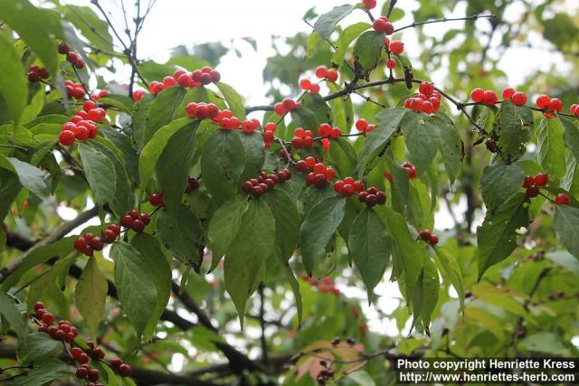 Photo: Lonicera maackii 8.