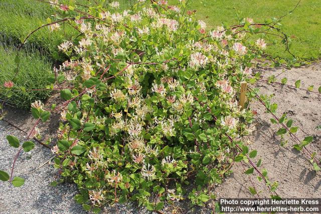 Photo: Lonicera caprifolium 1.