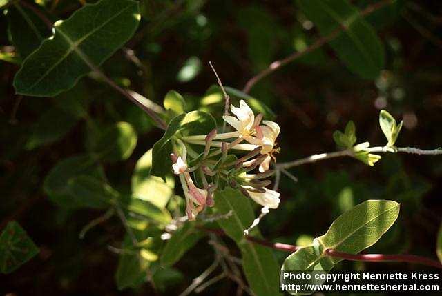 Photo: Lonicera.